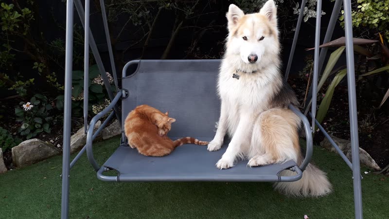 A white husky-type dog and a ginger cat sitting together on a garden swing seat