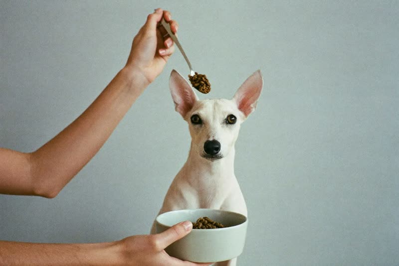 Hands scooping dry pet food into a bowl