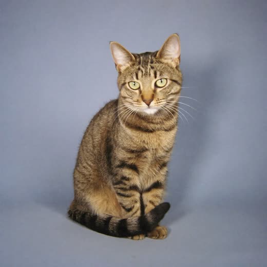 A tabby cat sitting against a plain pastel background