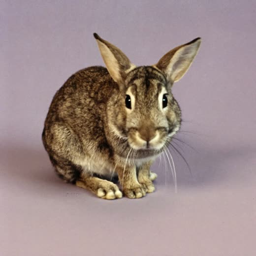 A small rabbit sitting against a plain pastel background
